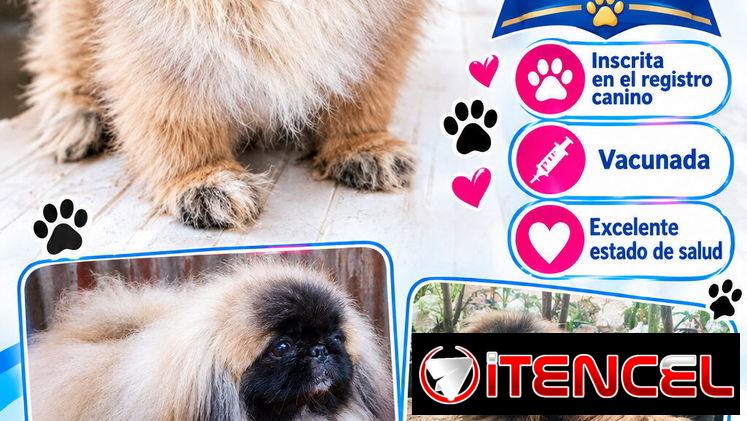 👑🐶 ¡HERMOSA PEQUINÉS IMPERIAL CON PEDIGREE HEMBRA! BETTY MASCOTAS WHATSAPP 52506841 🐶👑