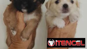 🐾 SPANIEL TIBETANOS CONOCIDOS COMO PEQUINÉS MACHOS BETTY MASCOTAS WHATSAPP 52506841 🐾