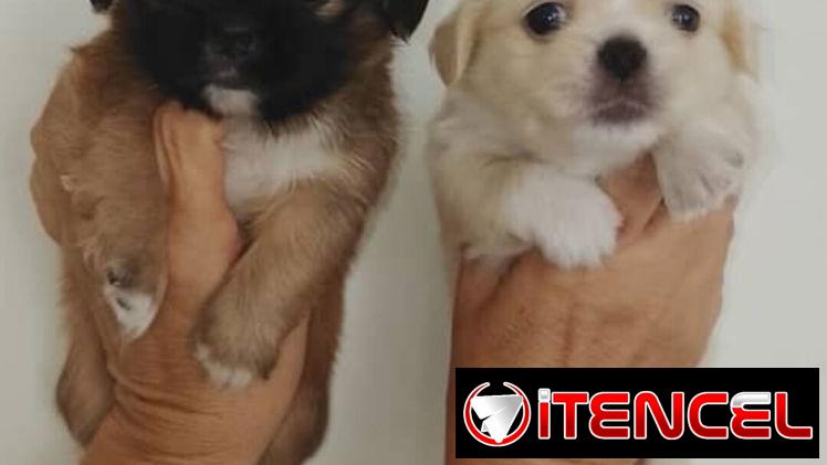 🐾 SPANIEL TIBETANOS CONOCIDOS COMO PEQUINÉS MACHOS BETTY MASCOTAS WHATSAPP 52506841  🐾 — foto 1