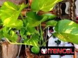 🌿Plantas trepadoras para colgar 🌿