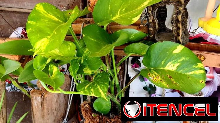 🌿Plantas trepadoras para colgar 🌿