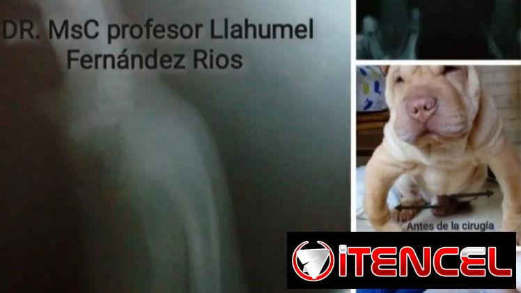 Veterinario