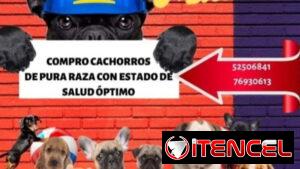 (((( COMPRO CACHORROS DE RAZA BETTY MASCOTAS WHATSAPP 52506841 )))))