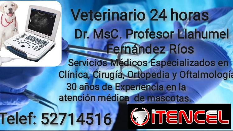 Veterinario