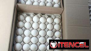 Carton de huevos