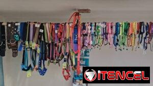 Collares