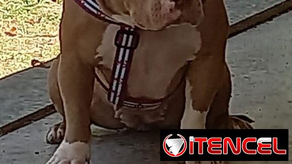 AMÉRICAN BULLY CON PEDIGRI,macho,en 250 USD o equivalente,TENGO MENSAJERÍA,tiene 7 meses Y ESTÁ VACUNADO E INSCRITO — foto 4