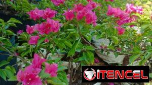 Servicios de jardinería