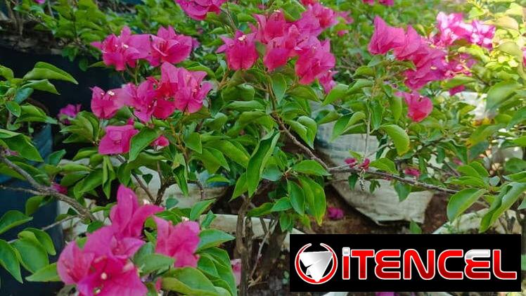Servicios de jardinería — foto 1