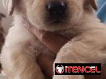 Cachorros Golden Retriver