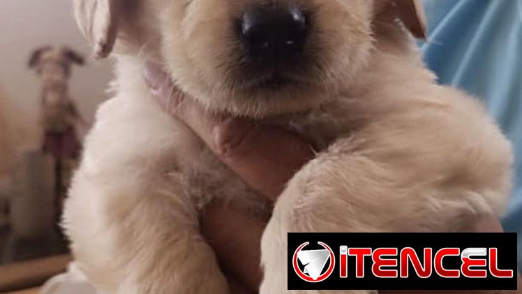 Cachorros Golden Retriver