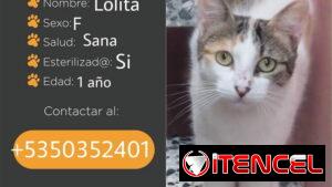 🐱💕 GATICOS EN ADOPCIÓN – BETTY MASCOTAS BETTY MASCOTAS WHATSAPP 52506841 💕🐱