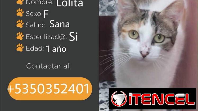 🐱💕 GATICOS EN ADOPCIÓN – BETTY MASCOTAS BETTY MASCOTAS WHATSAPP 52506841 💕🐱 — foto 1