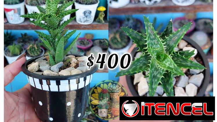 Cactus y suculentas en macetas decoradas a mano — foto 3