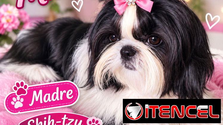 Hermoso cachorro macho Shih-tzu — foto 2