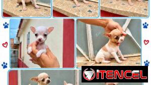 🐾💙🐶 ¡CHIHAHUAS AMBOS SEXOS! ❤️🐶    BETTY MASCOTAS WHATSAPP 52506841 💙🐾