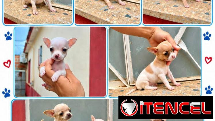 🐾💙🐶 ¡CHIHAHUAS AMBOS SEXOS! ❤️🐶    BETTY MASCOTAS WHATSAPP 52506841 💙🐾 — foto 1