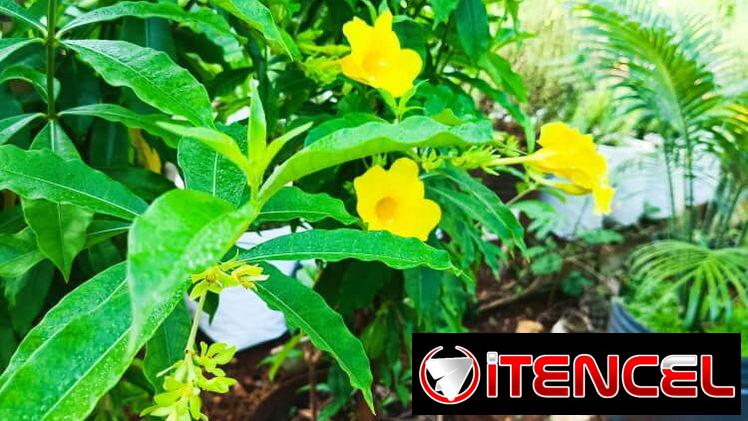 Servicios de jardinería — foto 3