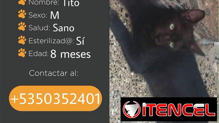 🐱💕 GATICOS EN ADOPCIÓN – BETTY MASCOTAS BETTY MASCOTAS WHATSAPP 52506841 💕🐱 — foto 2