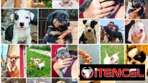 🐶❤️ BETTY MASCOTAS WHATSAPP 52506841 ❤️🐶