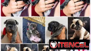 🐶❤️ BULLDOG FRANCÉS – AMBOS SEXOS BETTY MASCOTAS WHATSAPP 52506841 ❤️🐶