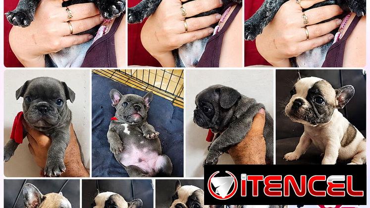 🐶❤️ BULLDOG FRANCÉS – AMBOS SEXOS BETTY MASCOTAS WHATSAPP 52506841 ❤️🐶