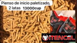Pienso de inicio y de seba criollo