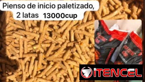 Pienso de inicio y de seba criollo