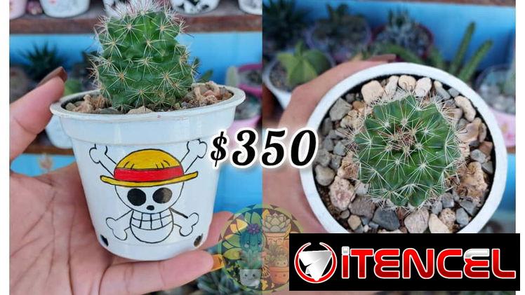 Cactus y suculentas en macetas decoradas a mano — foto 2