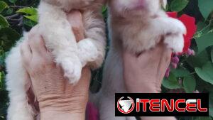 🐶✨ 🐾 SPANIEL TIBETANOS AMBOS SEXOS   🐾   BETTY MASCOTAS WHATSAPP 52506841 ✨🐶