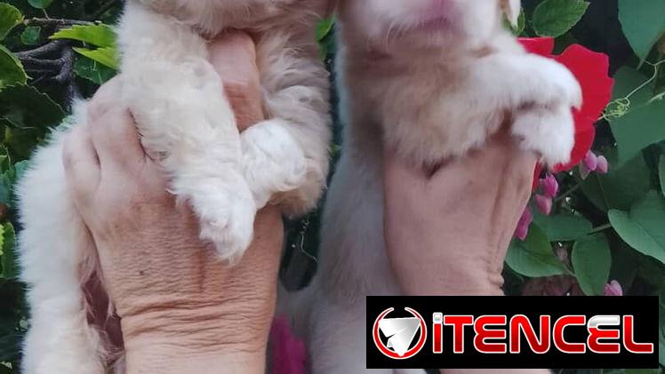 🐶✨ 🐾 SPANIEL TIBETANOS AMBOS SEXOS   🐾   BETTY MASCOTAS WHATSAPP 52506841 ✨🐶 — foto 1