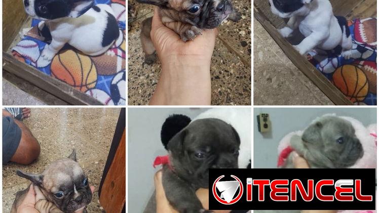 🐾❤️🐶 ¡BULLDOG FRANCÉS, CHATICOS ENCANTADORES! 🐶❤️🐾 WHAT'SAPP 52506841 🐾 — foto 4