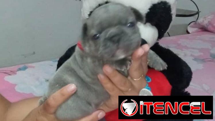 BULLDOG FRANCES,ambos sexos,azules en 1000 USD y negros en 600 USD o equivalente,TENGO MENSAJERÍA,tienen 38 días — foto 3