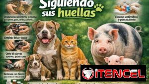 Servicio de eutanasia veterinaria responsable a domicilio.