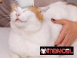 🐶🐱 Peine eléctrico para mascotas – calidad superior ✨