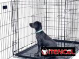 Pitbull.Rotweiler.Doberman.Pastor.Teckel.Salchicha.Chiguagua.Bulldog.Labrador.Dálmata.Cocker.Shihtzu.Spaniel.Boxer