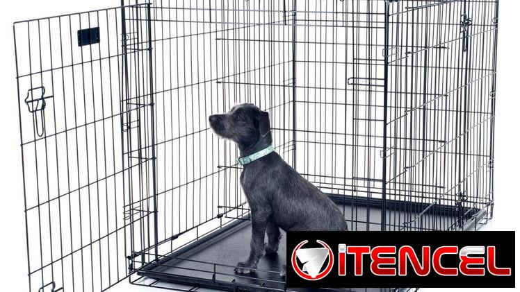Pitbull.Rotweiler.Doberman.Pastor.Teckel.Salchicha.Chiguagua.Bulldog.Labrador.Dálmata.Cocker.Shihtzu.Spaniel.Boxer