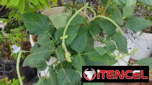 Plantas medicinales, aromáticas, frutales, vegetales, ornamentales y otras variedades.