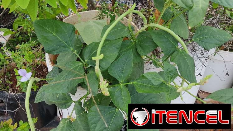 Plantas medicinales, aromáticas, frutales, vegetales, ornamentales y otras variedades. — foto 1