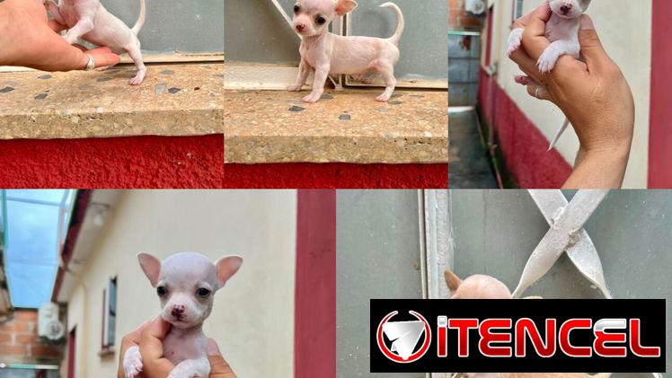 🐾💙🐶 ¡CHIHAHUAS AMBOS SEXOS! ❤️🐶 BETTY MASCOTAS WHATSAPP 52506841 💙🐾 — foto 2