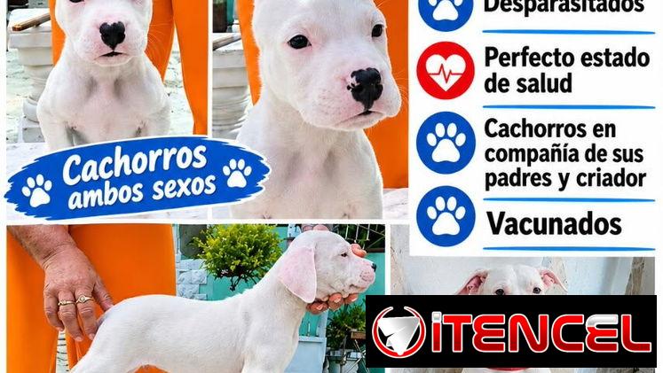 🐶❤️ BETTY MASCOTAS WHATSAPP 52506841 ❤️🐶 — foto 3