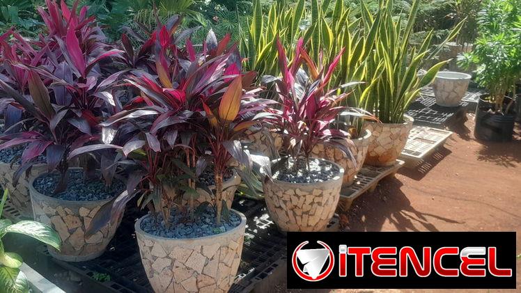 servicios de Jardinería y diseño — foto 2