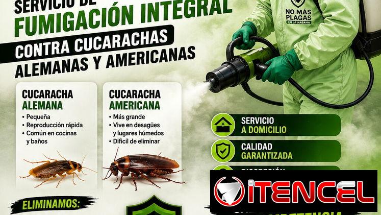 Cucarachas Fumigación.