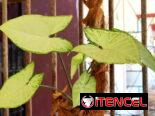 🌿Plantas trepadoras para colgar 🌿