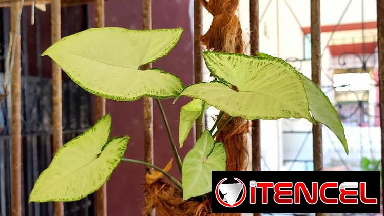 🌿Plantas trepadoras para colgar 🌿