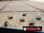 Raid para mosquitos 20 oz