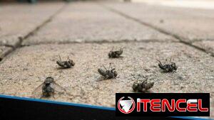 Raid para mosquitos 20 oz