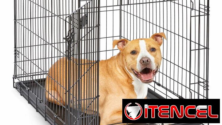 Pitbull.Rotweiler.Doberman.Pastor.Teckel.Salchicha.Chiguagua.Bulldog.Labrador.Dálmata.Cocker.Shihtzu.Spaniel.Boxer