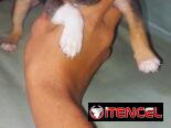 Chihuahuas y salchicha tekel