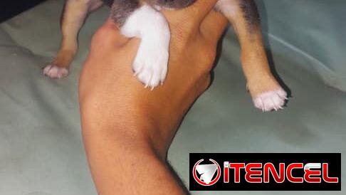 Chihuahuas y salchicha tekel